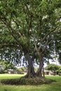 Stateky old large banyan tree on Maui. Royalty Free Stock Photo