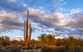 Stately Arizona Saguaro cactus near sunset
