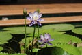 Stately blue and white large tropical water lilies