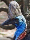 Stately majestic lovely Southern Cassowary.