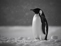 The Stately March of the Emperor Penguin in Antarctica Royalty Free Stock Photo