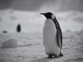 The Stately March of the Emperor Penguin in Antarctica Royalty Free Stock Photo