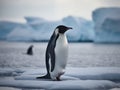 The Stately March of the Emperor Penguin in Antarctica Royalty Free Stock Photo