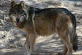 Stately Mexican Wolf In Southern Arizona