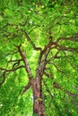 Stately Old Chestnut Tree Royalty Free Stock Photo