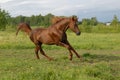 Stately red arabian horse gallop's Royalty Free Stock Photo