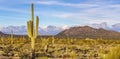 Stately Saguaro Cactus with clouds on Horizon