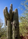 Stately saguaro