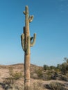 Stately Saguaro Cactus