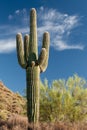 Stately Saguaro