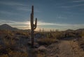 Remote Arizona Desert Trail