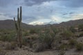 Remote Arizona Desert Trail