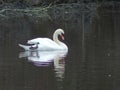 A Stately Swan in Profile Swimming on a Lake with One Foot Out of the Water Royalty Free Stock Photo