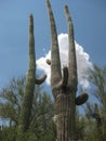 Stately Tall Saguaro Cacti in Arizona on a Sunny Day