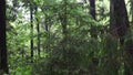 Static camera shows rain falls on bushes and trees. Little depth of field. The drops make the leaves wobble.