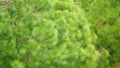 Coniferous Tree With Green Needles. Young Green Pine Branches Are Swaying In The Wind. Static. Royalty Free Stock Photo
