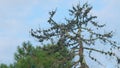 Pinecones On Top Of A Pine Tree. Dry Pinecone Of Mediterranean Pine On Tree. Static. Royalty Free Stock Photo