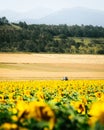 Static view sunflower field and blue tractor ride across field in overcast day outdoors in Georgia country agriculture fields Royalty Free Stock Photo