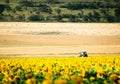 Static view sunflower field and blue tractor ride across field in overcast day outdoors in Georgia country agriculture fields Royalty Free Stock Photo