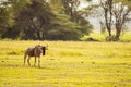 static wildebeest in the savannah plain of Amboseli Par