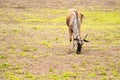 static wildebeest in the savannah plain of Amboseli Par