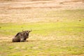 static wildebeest in the savannah plain of Amboseli