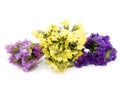 Statice flowers - Limonium Sinuatum