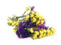 Statice flowers - Limonium Sinuatum