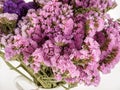 Statice is a herbaceous perennial or annual plant, it belongs to the Lead family, statice is also often called kermek and limonium Royalty Free Stock Photo