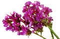 Statice Limonium Sinuatum