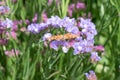 Statice Limonium sinuatum, lilac flowers with a butterfly