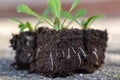 Statice seedlings in soil blocks. Air pruning means that the initial roots slightly dry out and stop outward growth.