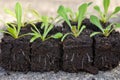 Statice seedlings in soil blocks. Air pruning means that the initial roots slightly dry out and stop outward growth. Royalty Free Stock Photo