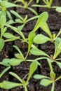 Statice seedlings in soil blocks. Soil blocking is a seed starting technique that relies on planting seeds in cubes of soil.