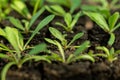 Statice seedlings in soil blocks. Soil blocking.