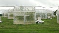 Station greenhouse science research open top chambers climate change, corn maize Zea mays ear, scientific on genetics