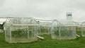 Station greenhouse science research open top chambers climate change, corn maize Zea mays ear, scientific on genetics