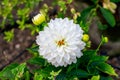 White dahlia flower growing in the garden, close up.