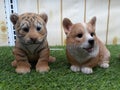 Baby tiger and dog statue