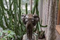 Statue African Elephant At The Artis Zoo At Amsterdam The Netherlands 24-3-2023