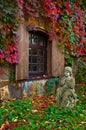 statue of an angel against the window of an ancient castle covered with ivy Royalty Free Stock Photo