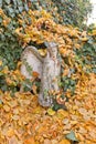 Statue of an angel in yellow leaves near Sedlec Ossuary Royalty Free Stock Photo