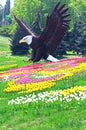 Statue of bald eagle and field of tulips