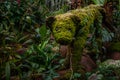 The statue of a bear that is covered with lichen in the botanical garden