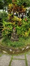 Statue budha in the garden Royalty Free Stock Photo