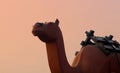 Statue of a camel in and morning sky