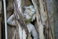 Statue of cherub trapped in banyon tree Royalty Free Stock Photo