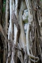 Statue of child trapped in banyon tree Royalty Free Stock Photo