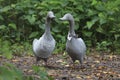 Statue of couple ducks are in park.