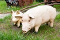 Statue of couples pigs decorate the yard. Royalty Free Stock Photo